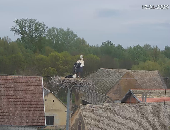 EXPERIENCE THE ENCHANTING WORLD OF WHITE STORKS IN REAL TIME
